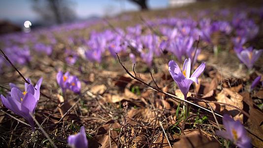 草地上美丽的红宝石紫花视频的预览图