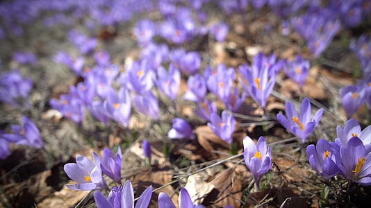 紫色和白色的花朵在草地上视频的预览图