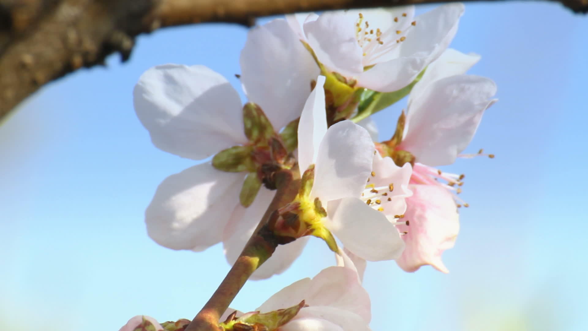 春季樱花宏观关闭视频的预览图