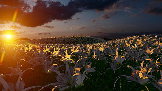 背景中美丽的日落是白色百合花的外野视频的预览图