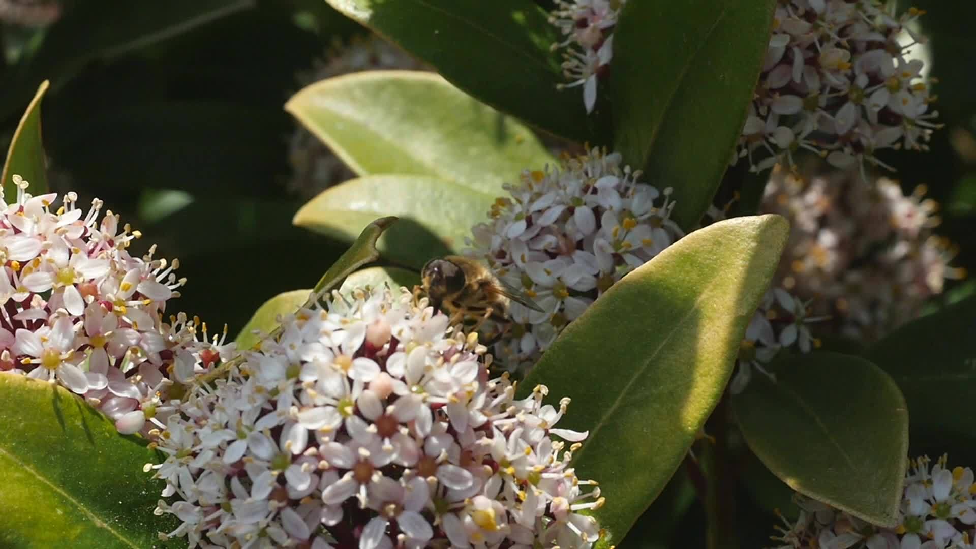 蜜蜂在白花上视频的预览图