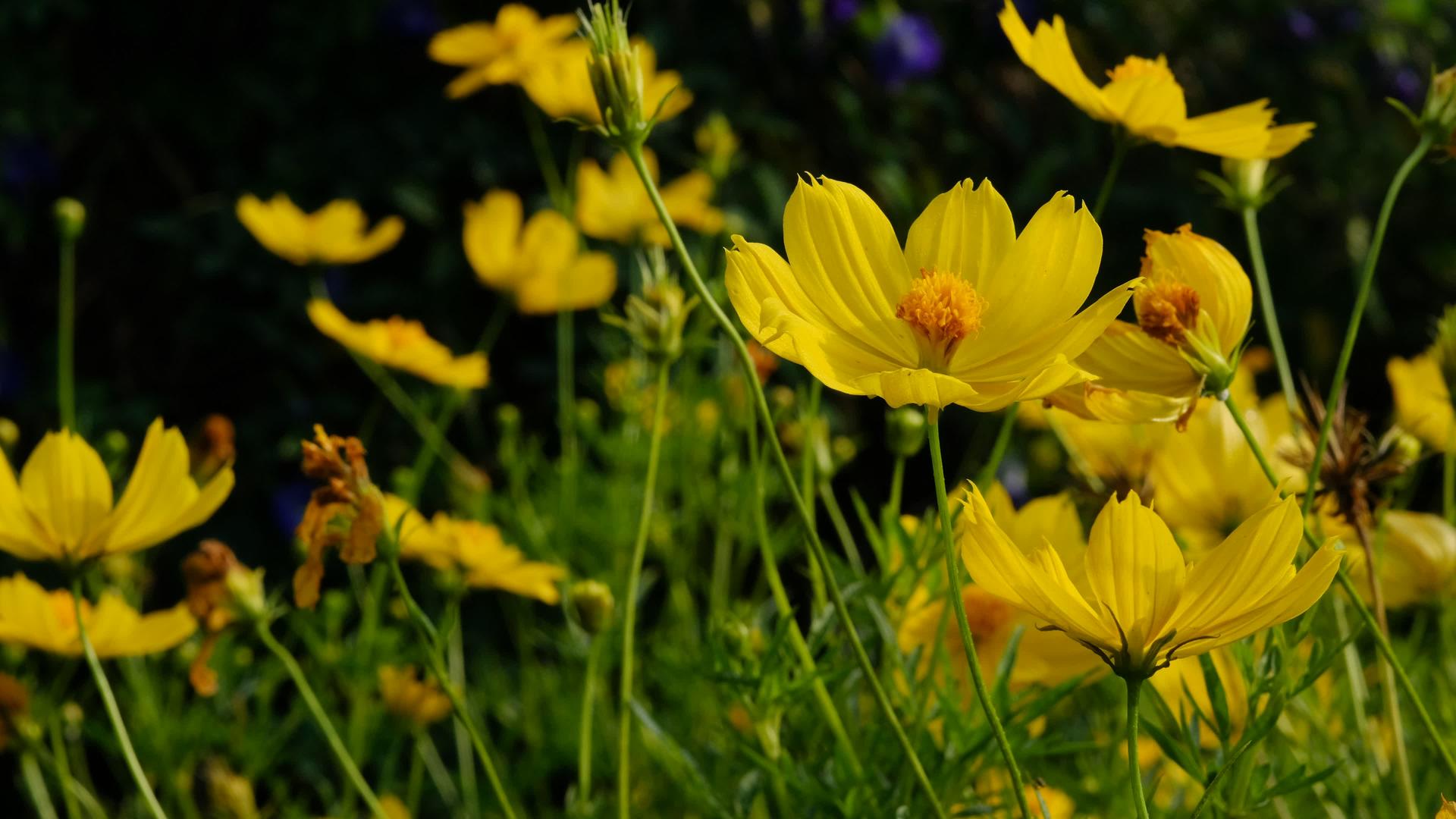 公园里花花的黄花视频的预览图