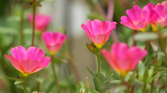 花园里长着粉红色的花夏天公园阳光明媚绿色视频的预览图