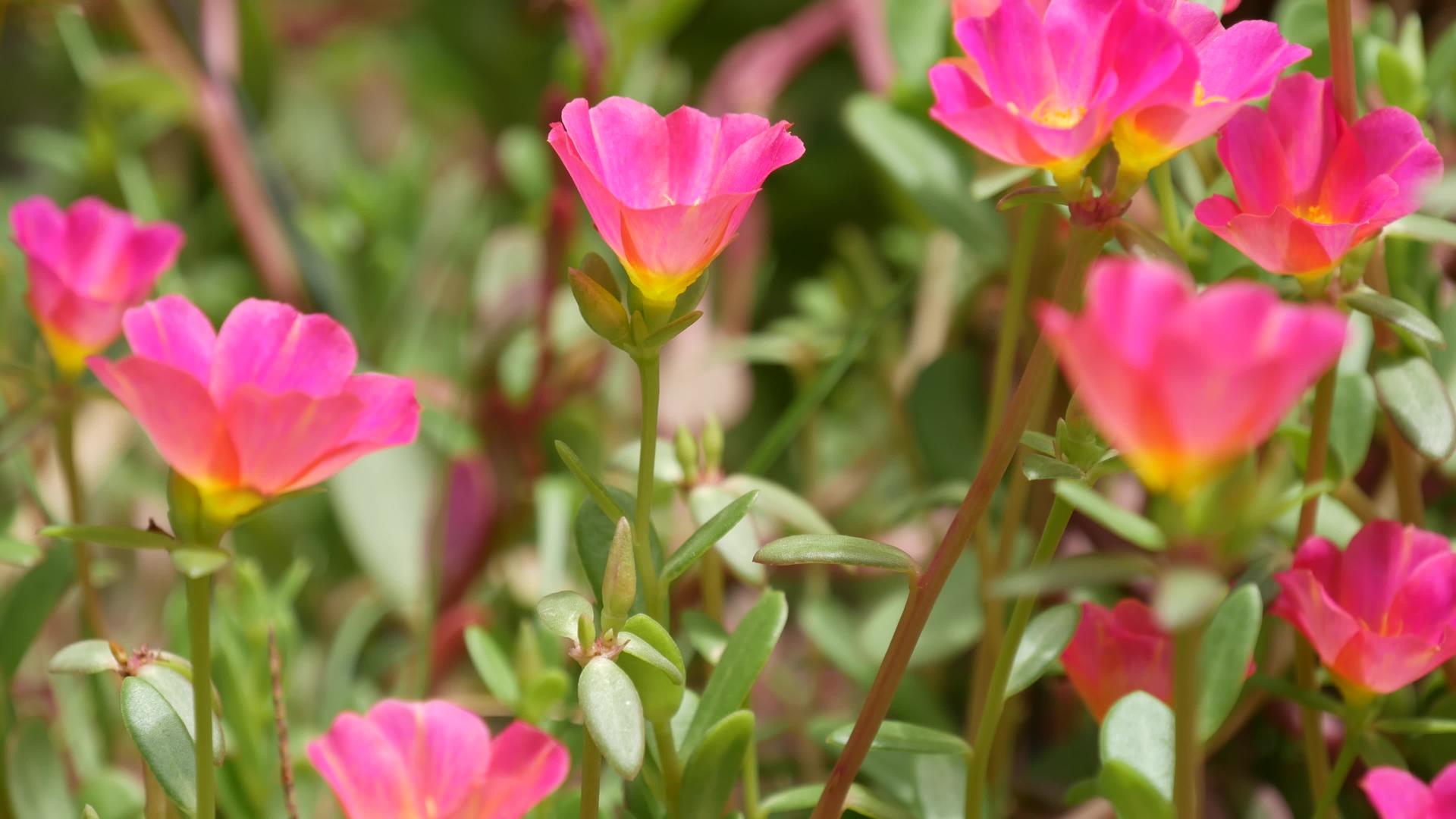 花园里长着粉红色的花夏天公园阳光明媚绿色视频的预览图