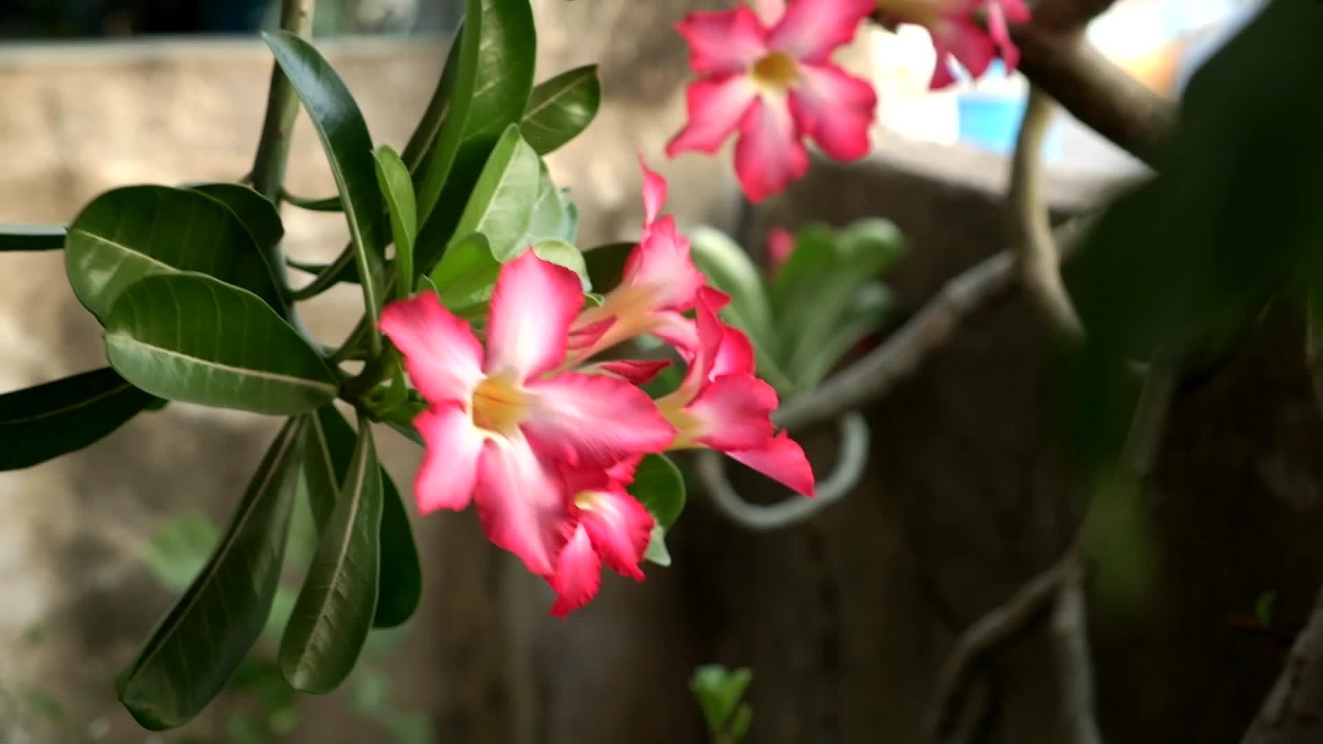 花朵在花园里摇摆视频的预览图