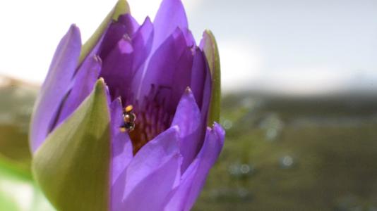 紫莲花配蜜蜂视频的预览图