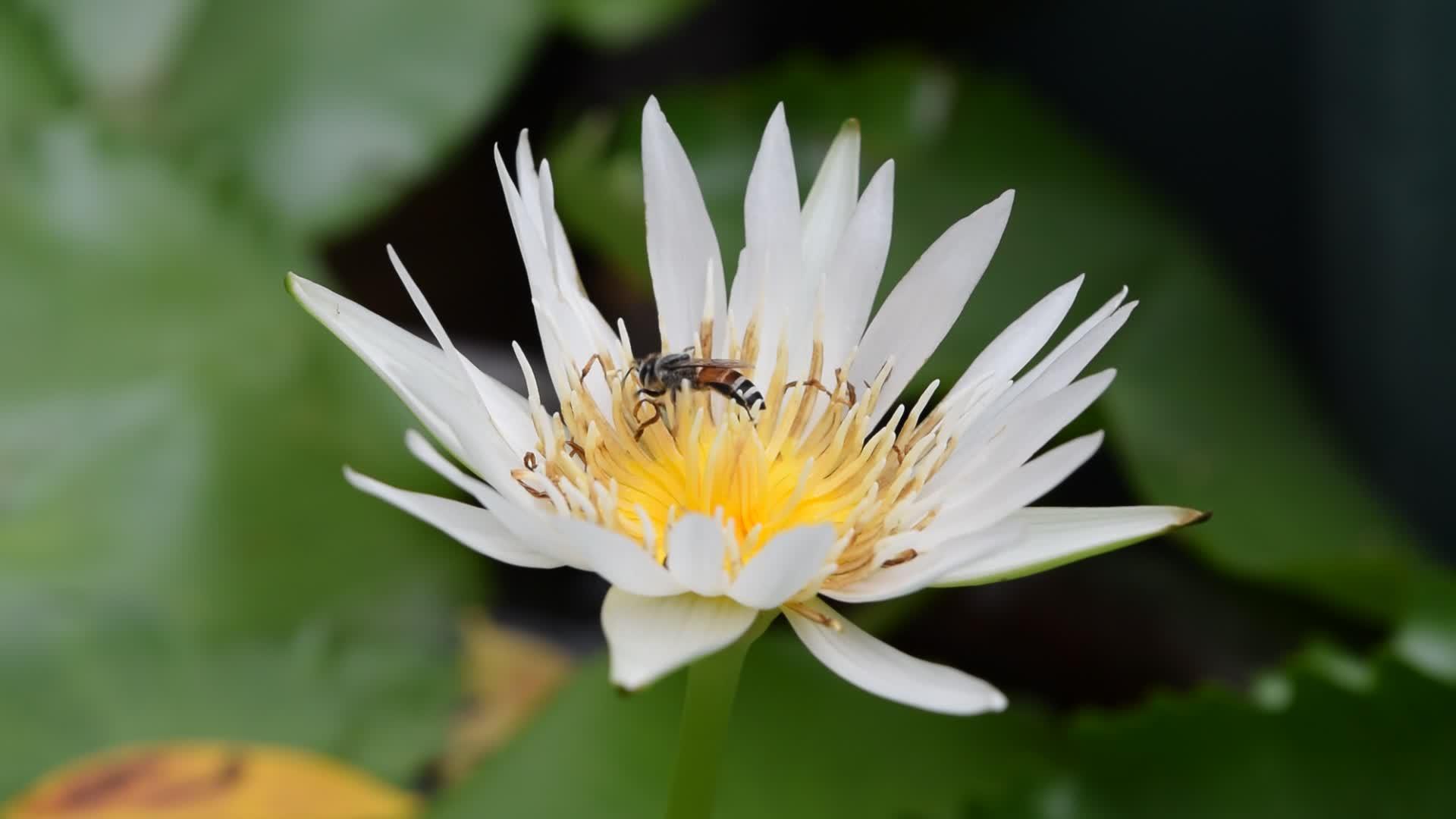 带蜜蜂的蜂视频的预览图