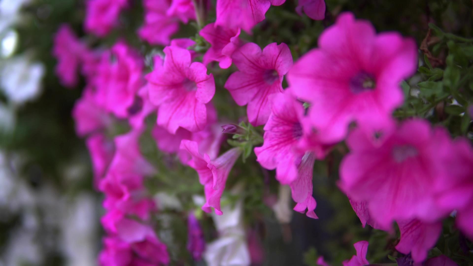 美丽的紫色花朵在风中挥舞视频的预览图