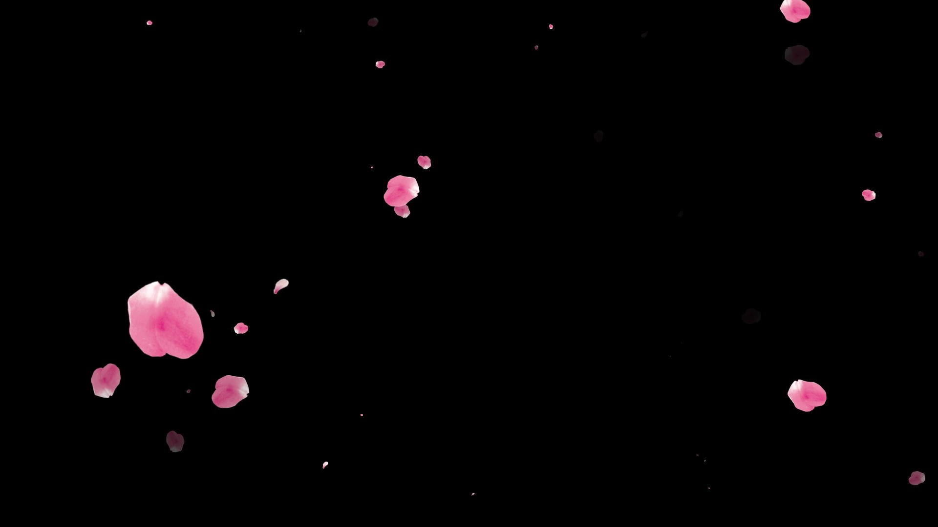 红色和粉色玫瑰花瓣在黑色背景4k视频的预览图