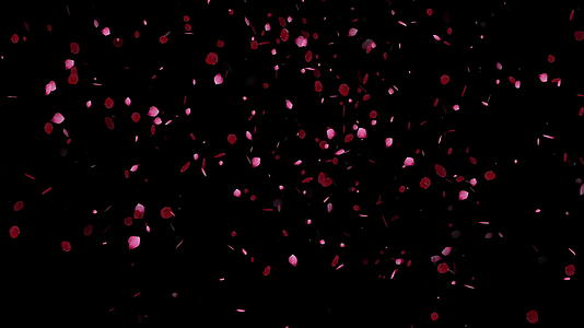 粉红玫瑰花瓣4个黑色背景k视频的预览图