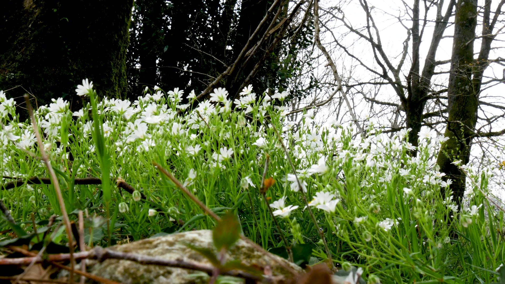 农村的小花有白色的花瓣视频的预览图