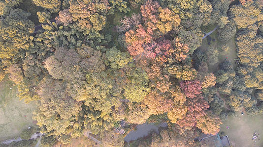 航拍城市风光树林秋天色彩4k素材视频的预览图