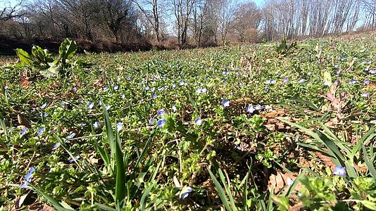 乡下有蓝色花瓣的小花视频的预览图