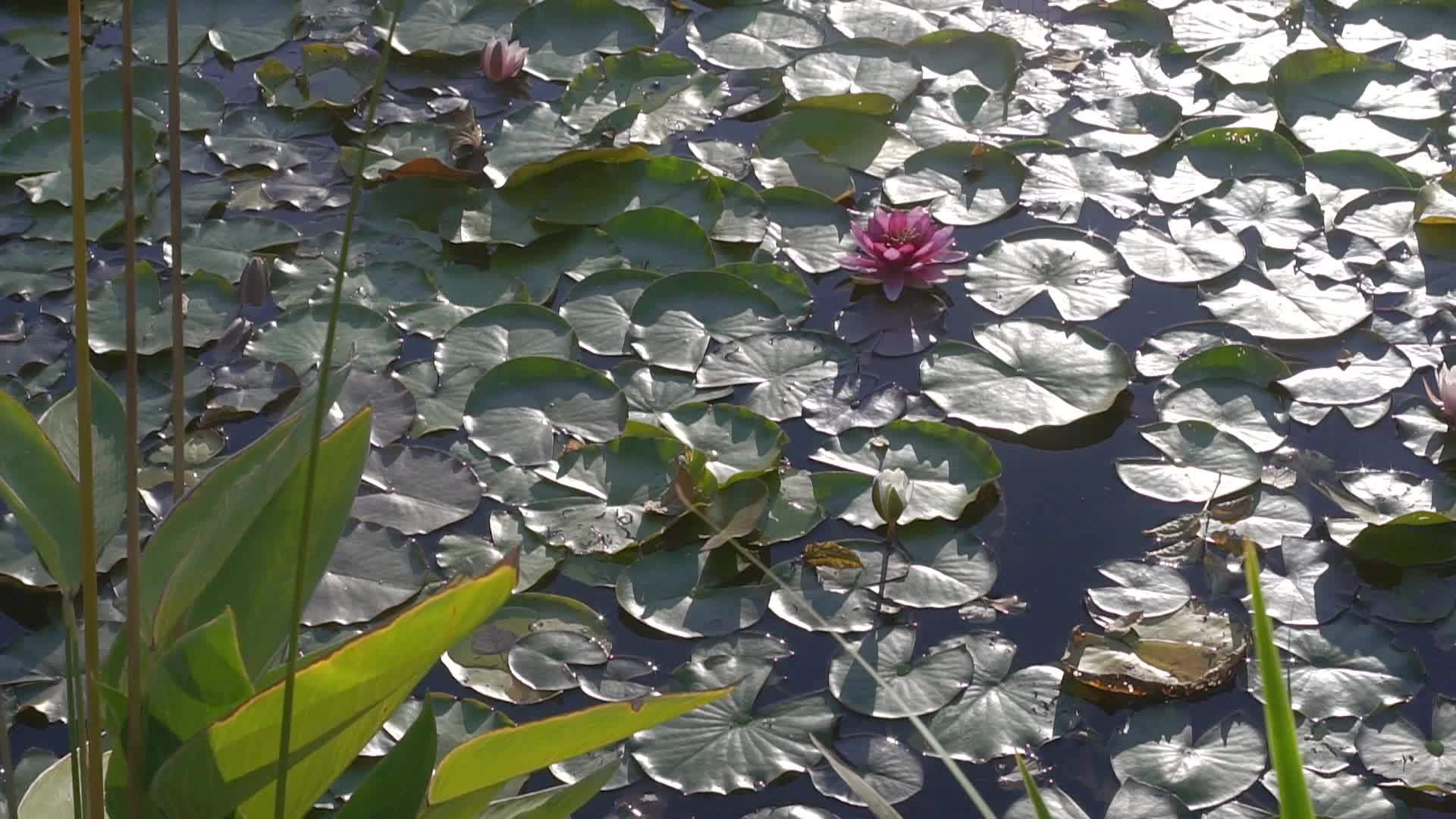 清晨有百合花的湖泊视频的预览图
