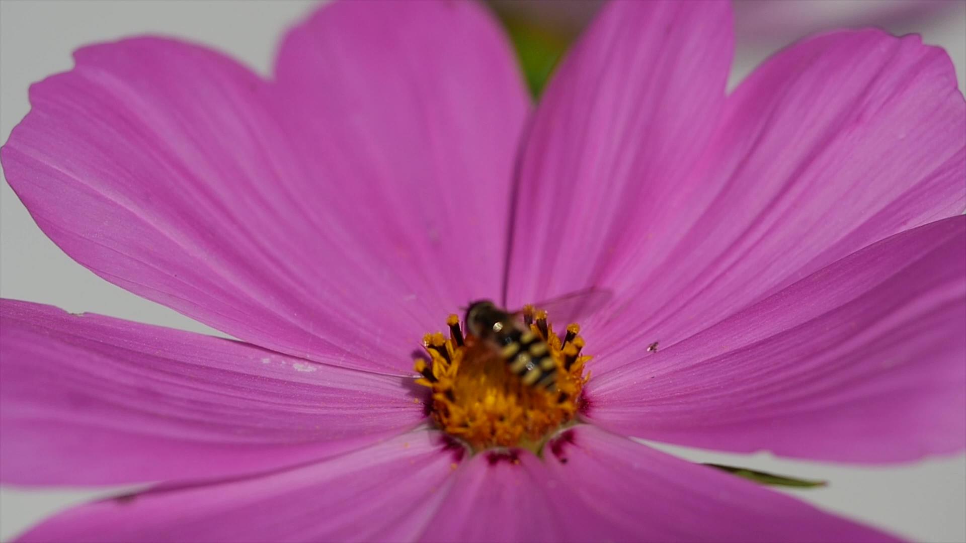 蜜蜂收集花粉花视频的预览图