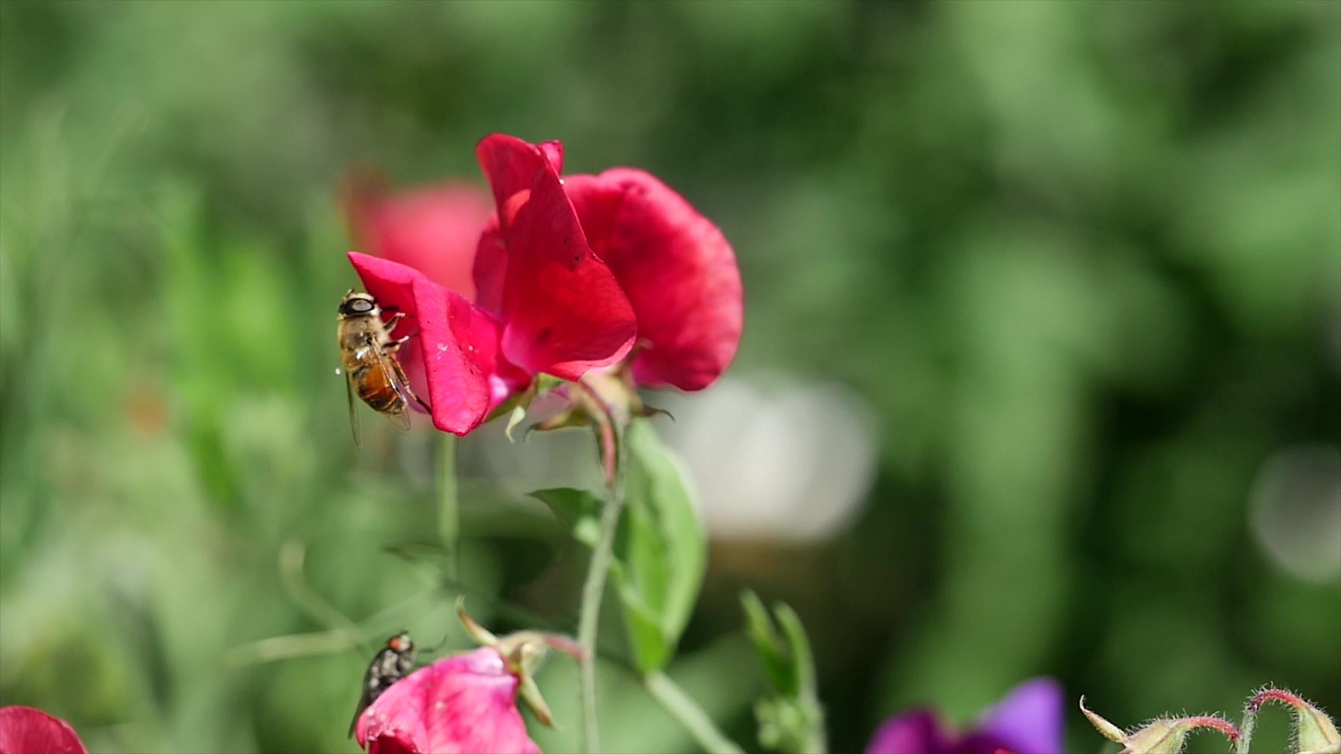 红花蜜蜂饲料视频的预览图