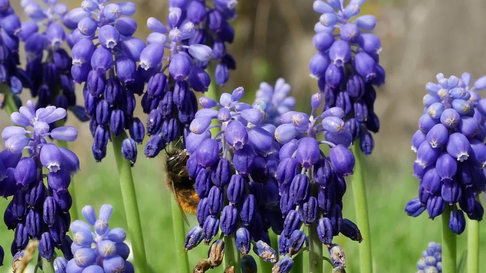 穆斯卡里花在四月和五月开花有蓝色的花Muscari视频的预览图