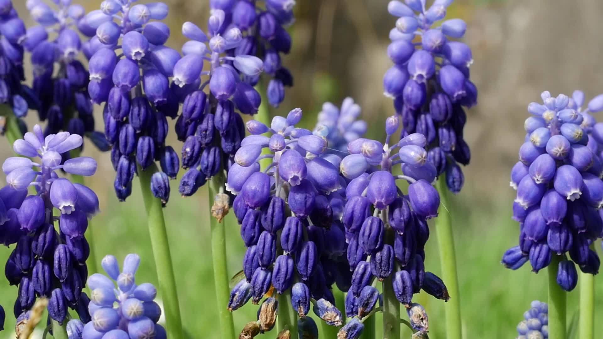 穆斯卡里花在四月和五月开花有蓝色的花Muscari视频的预览图
