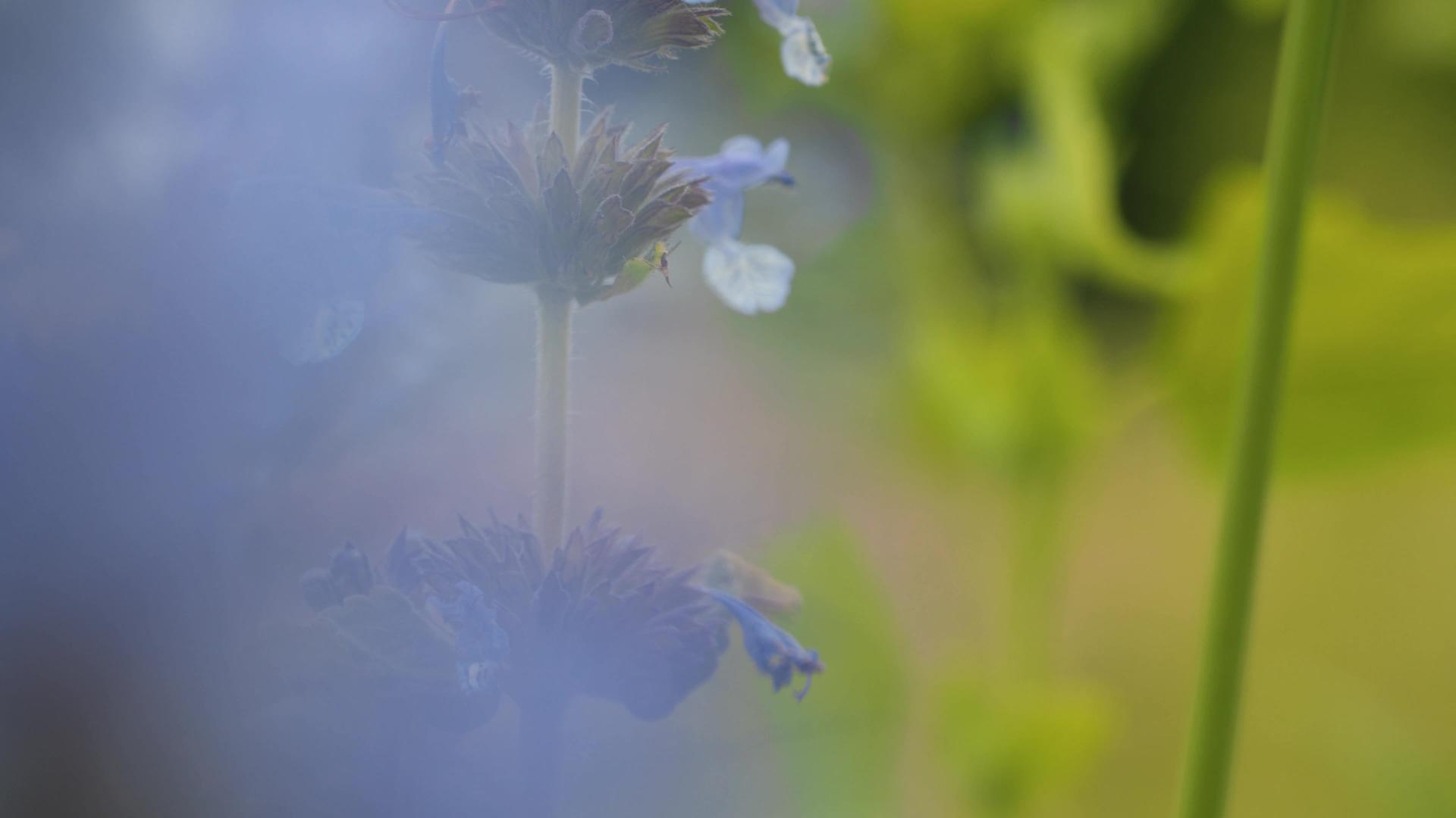 草坪上美丽的蓝花视频的预览图