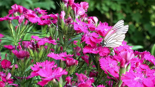 蝴蝶在粉色康乃馨上视频的预览图