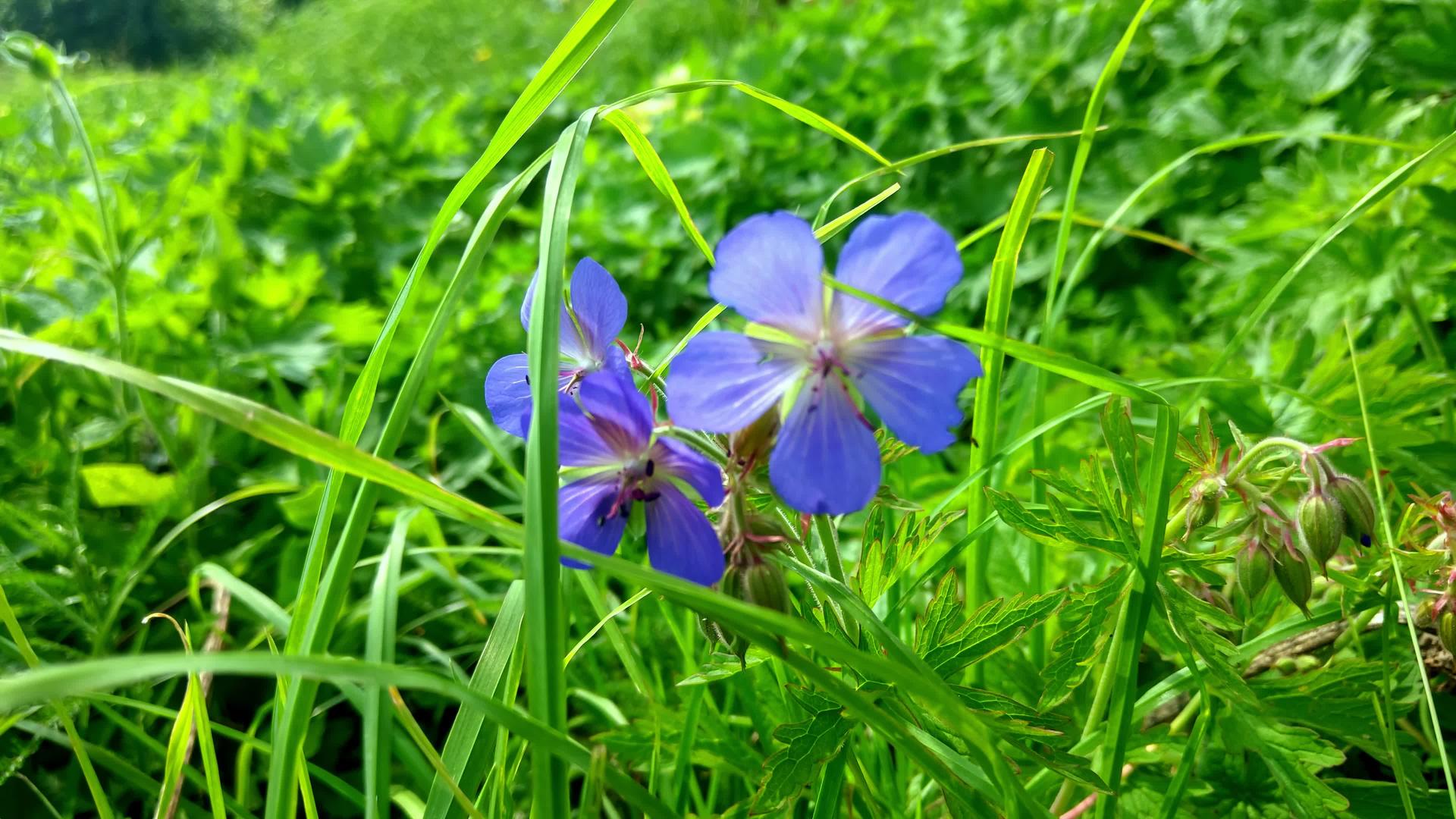 草地上的小蓝花在风中摇摆视频的预览图