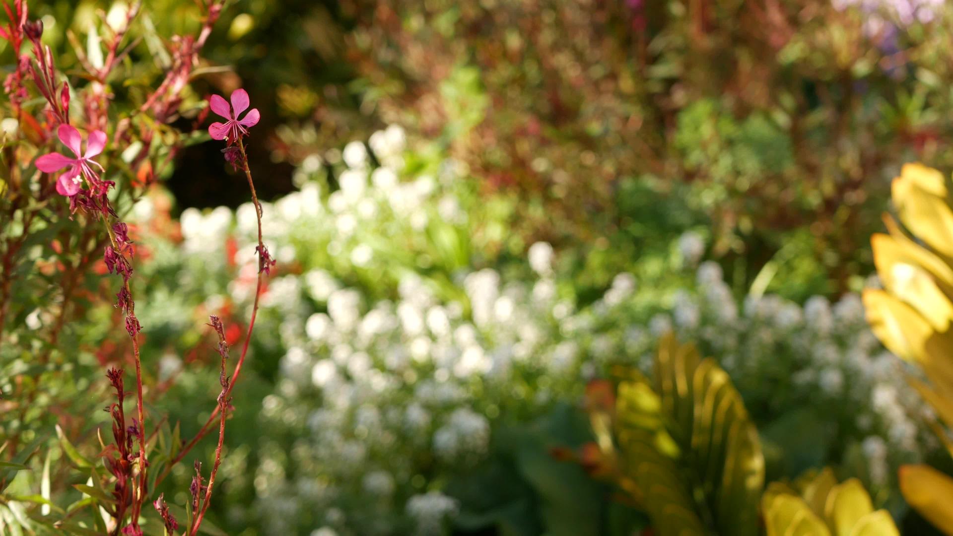 五颜六色的野花在春天开花早晨草甸自然植物背景花精致视频的预览图
