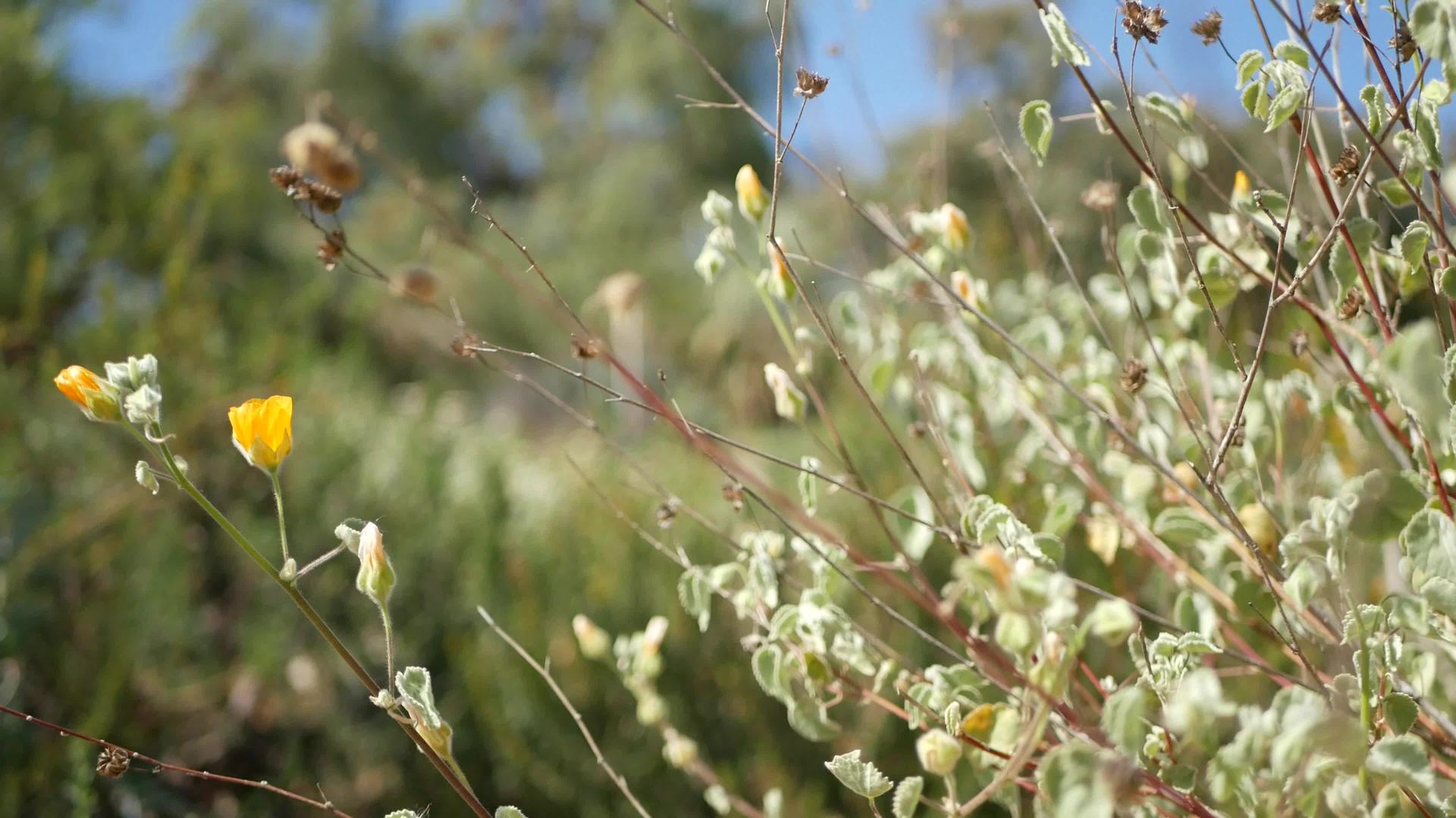 五颜六色的野花在春天开花早晨草甸自然植物背景花精致视频的预览图