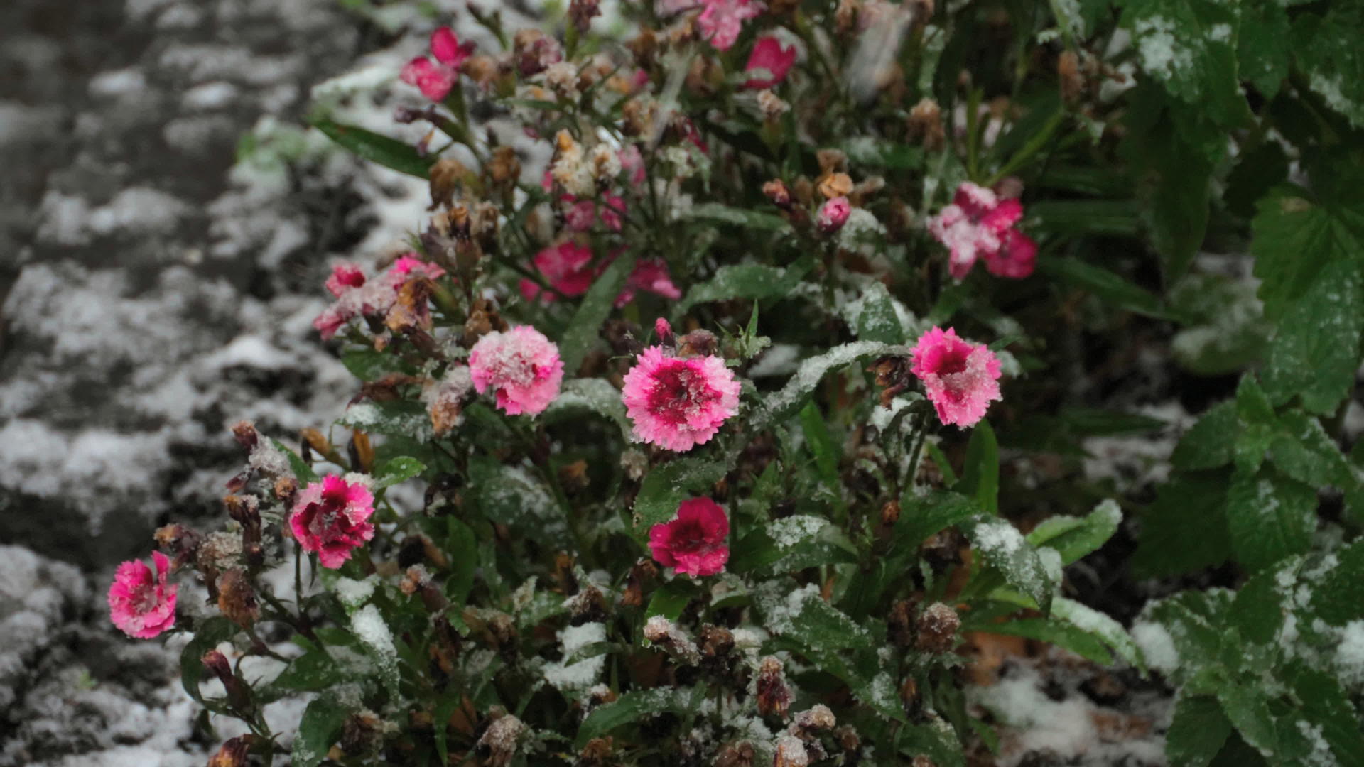康乃馨在雪地上加花视频的预览图