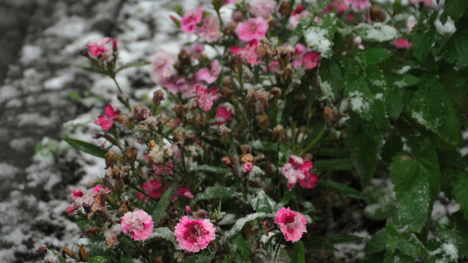 康乃馨在雪地上加花视频的预览图