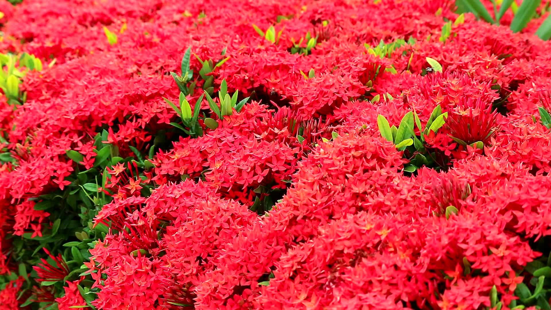 花园背景中的红色像素花和绿叶2视频的预览图