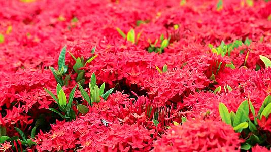 花园背景中的红色Ixora花和绿叶视频的预览图