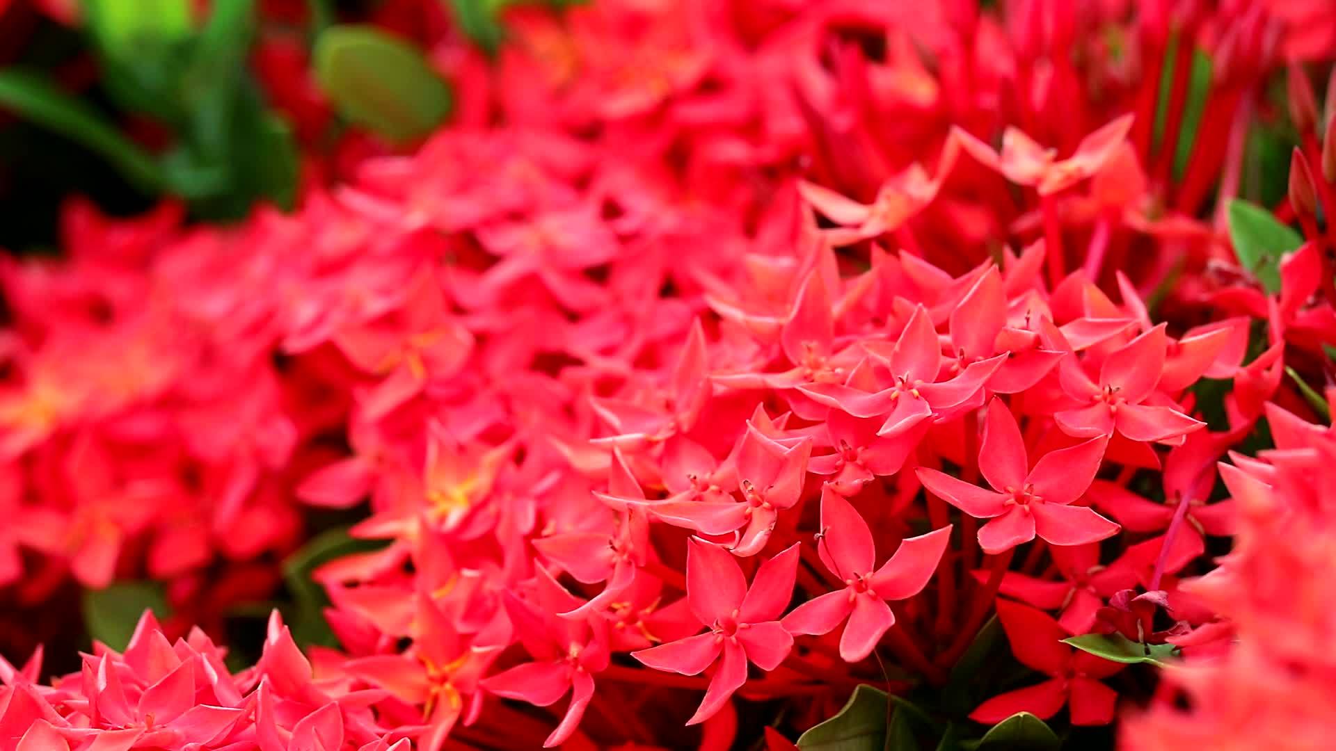红色像素花和绿叶1视频的预览图