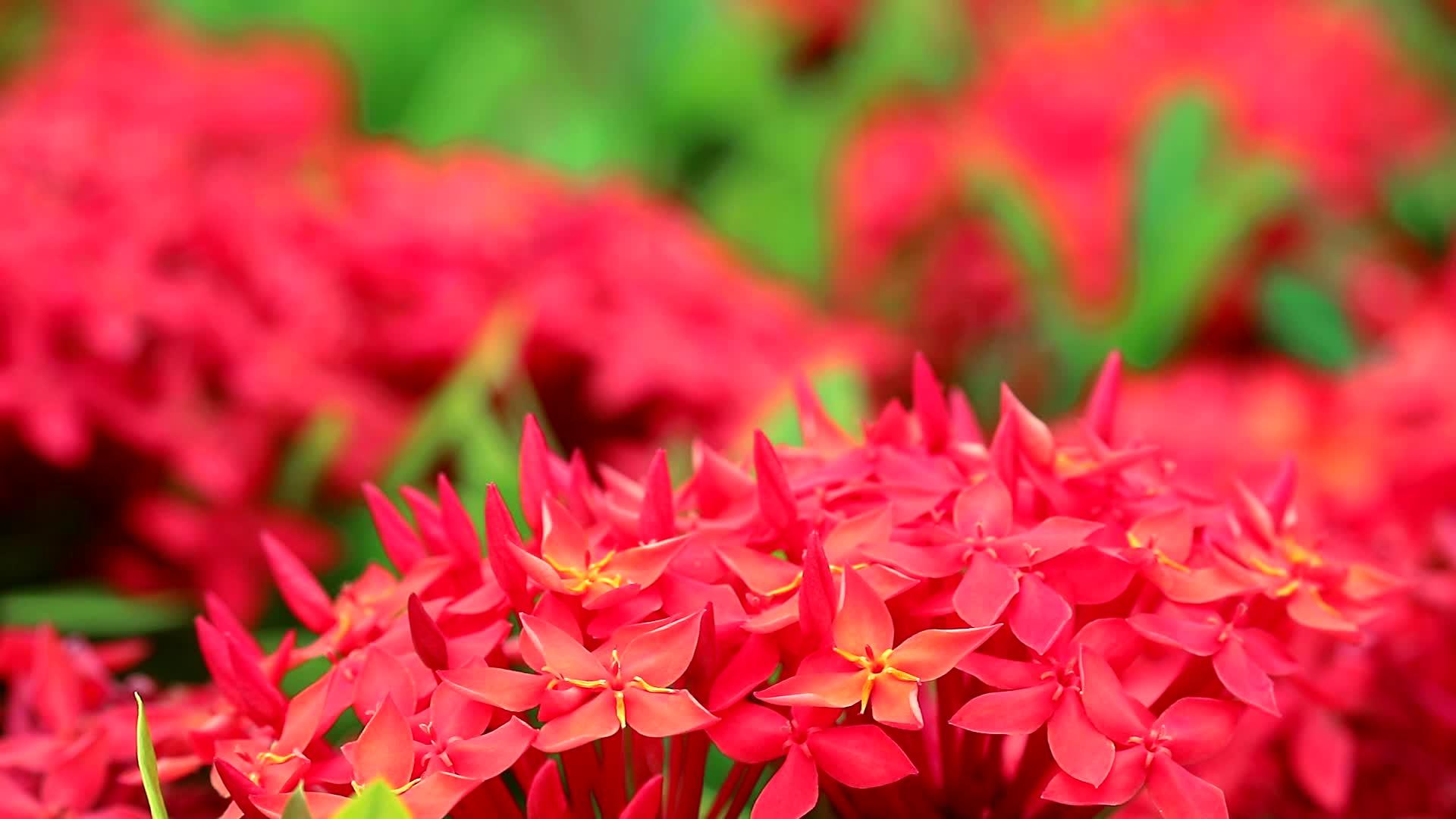 在模糊的花园背景中红色的花和绿色的叶子视频的预览图