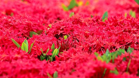 在模糊的花园背景中2朵红色的花和2片绿叶视频的预览图