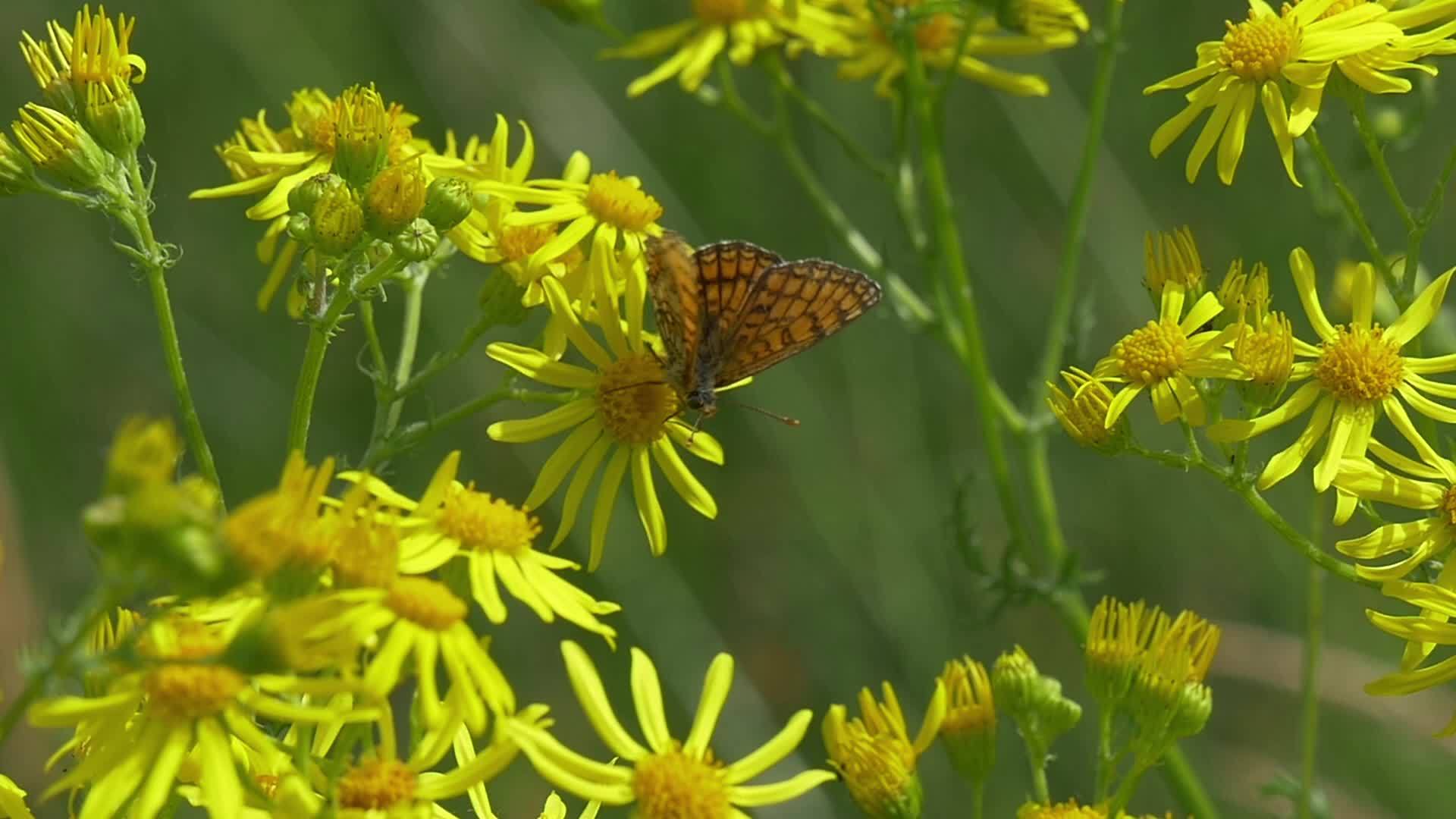 美丽的蝴蝶在黄色的花朵在视频的预览图