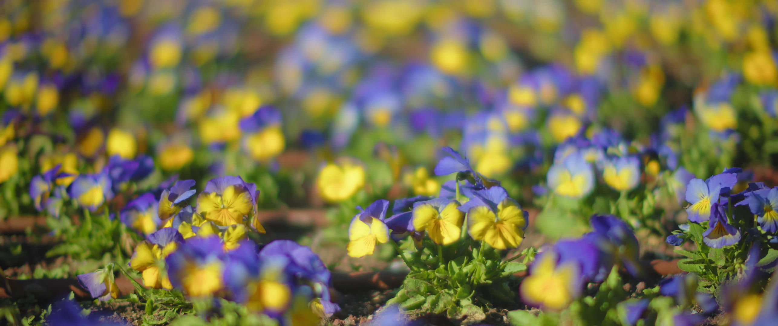 紫色和黄色的花朵视频的预览图