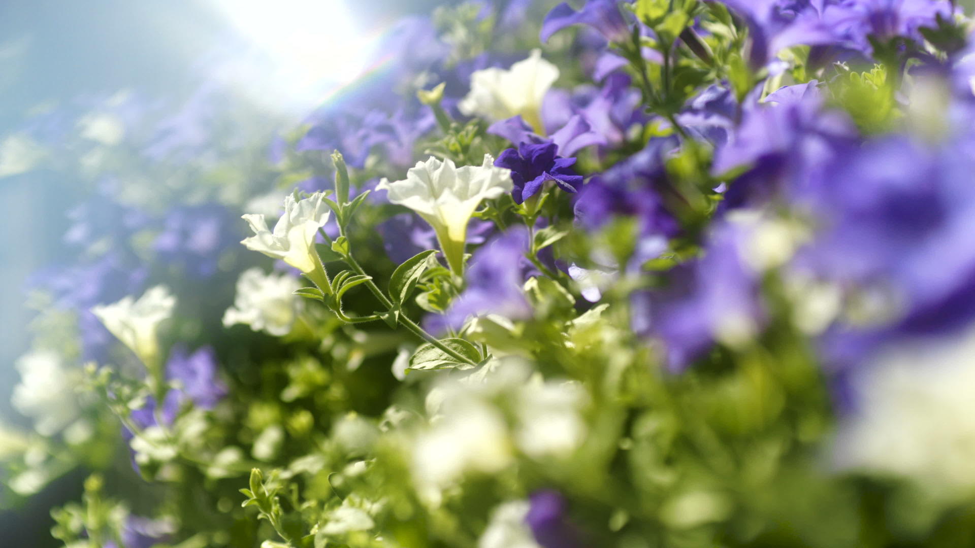 明天的白花和紫花视频的预览图