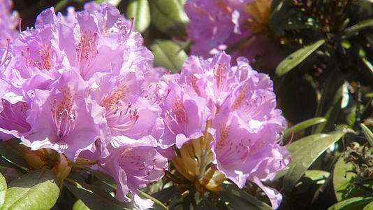 美丽的粉色花盆视频的预览图