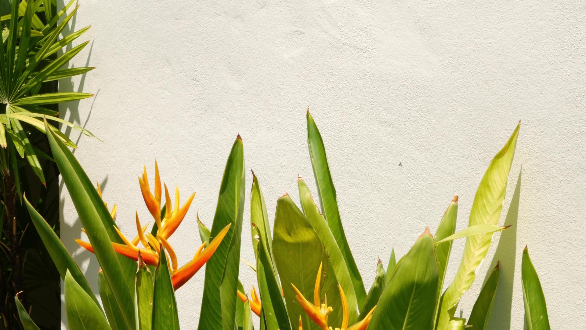 美丽的鹤望兰花生长在墙边阳光明媚的日子里视频的预览图