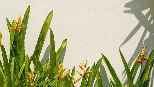 美丽的鹤望兰花生长在墙边阳光明媚的日子里视频的预览图