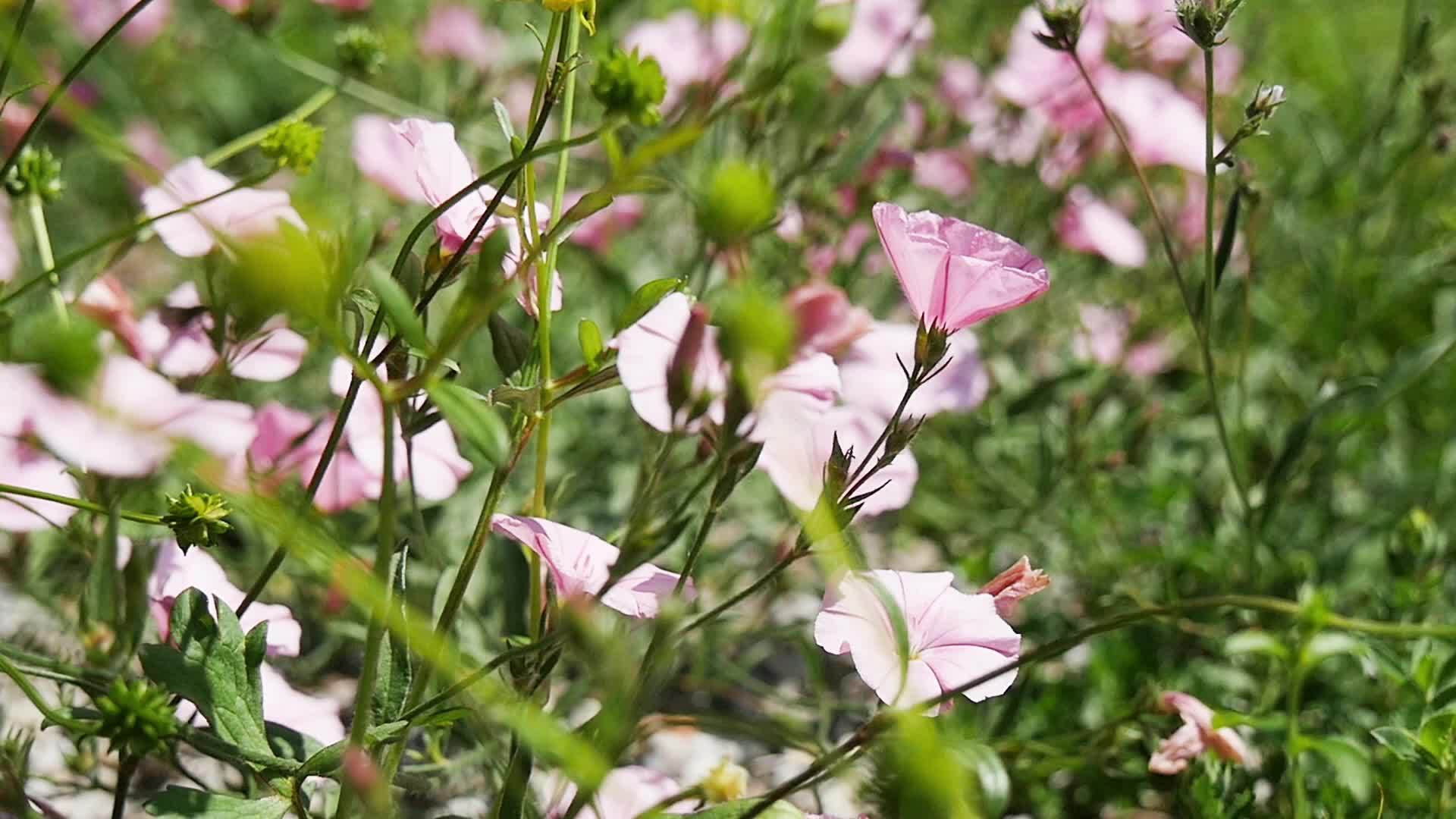 乡村美丽的花朵乡村美丽的花朵视频的预览图