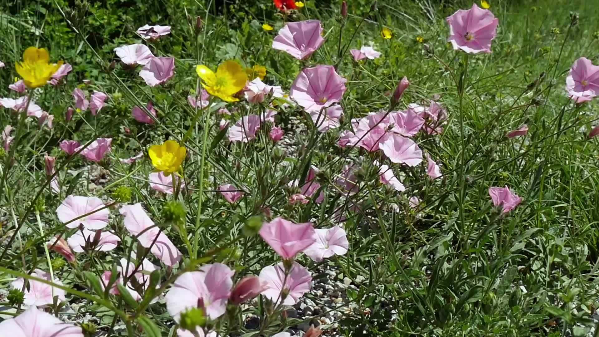 美丽的花朵在乡村和风中视频的预览图