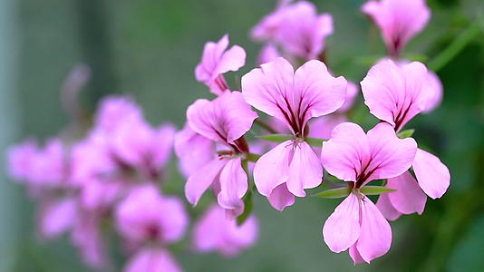 在阳光明媚的夏天或春天花园里的粉红色花朵装饰着视频的预览图