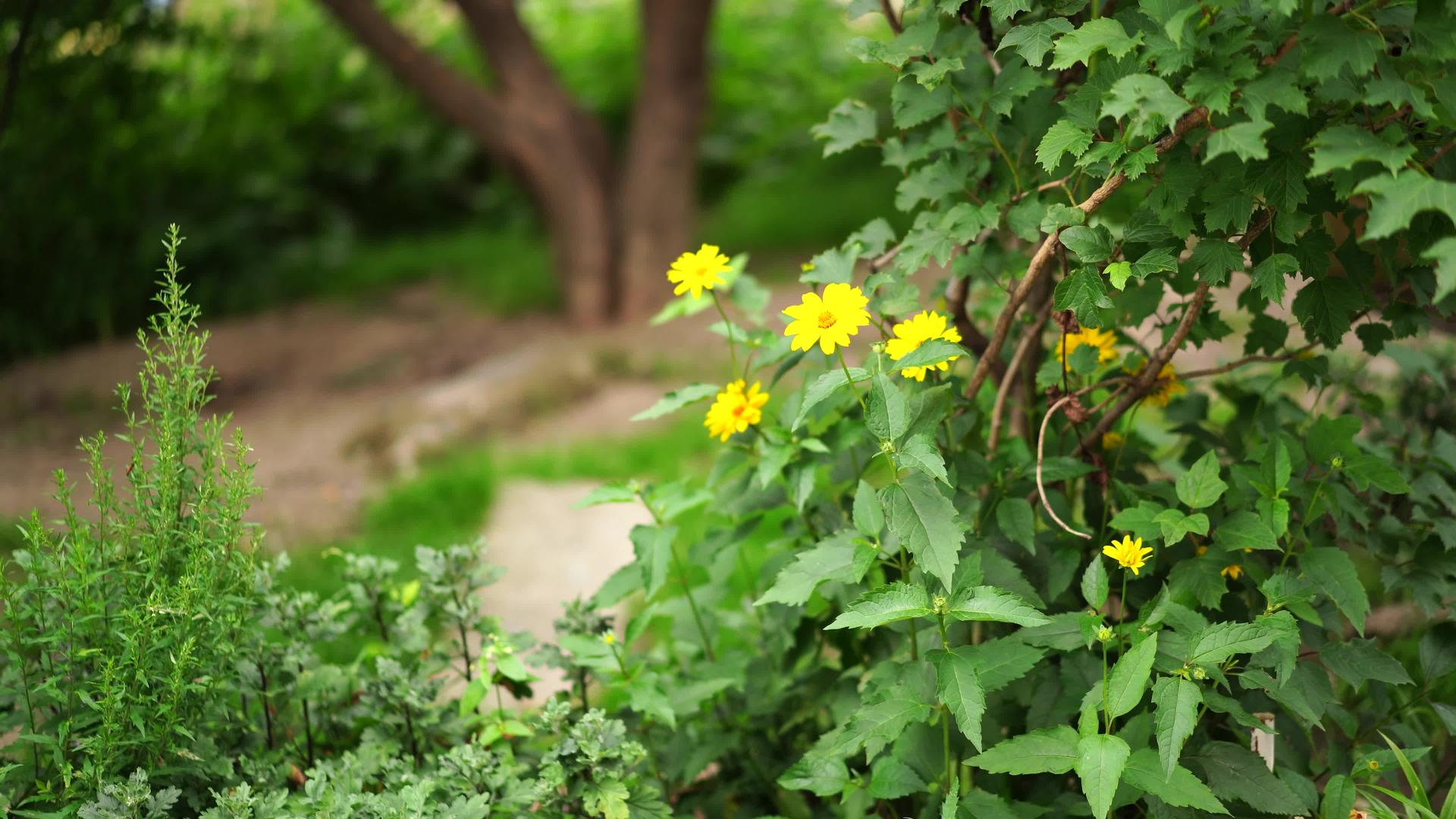 天然背景有黄叶鲁沙林花视频的预览图