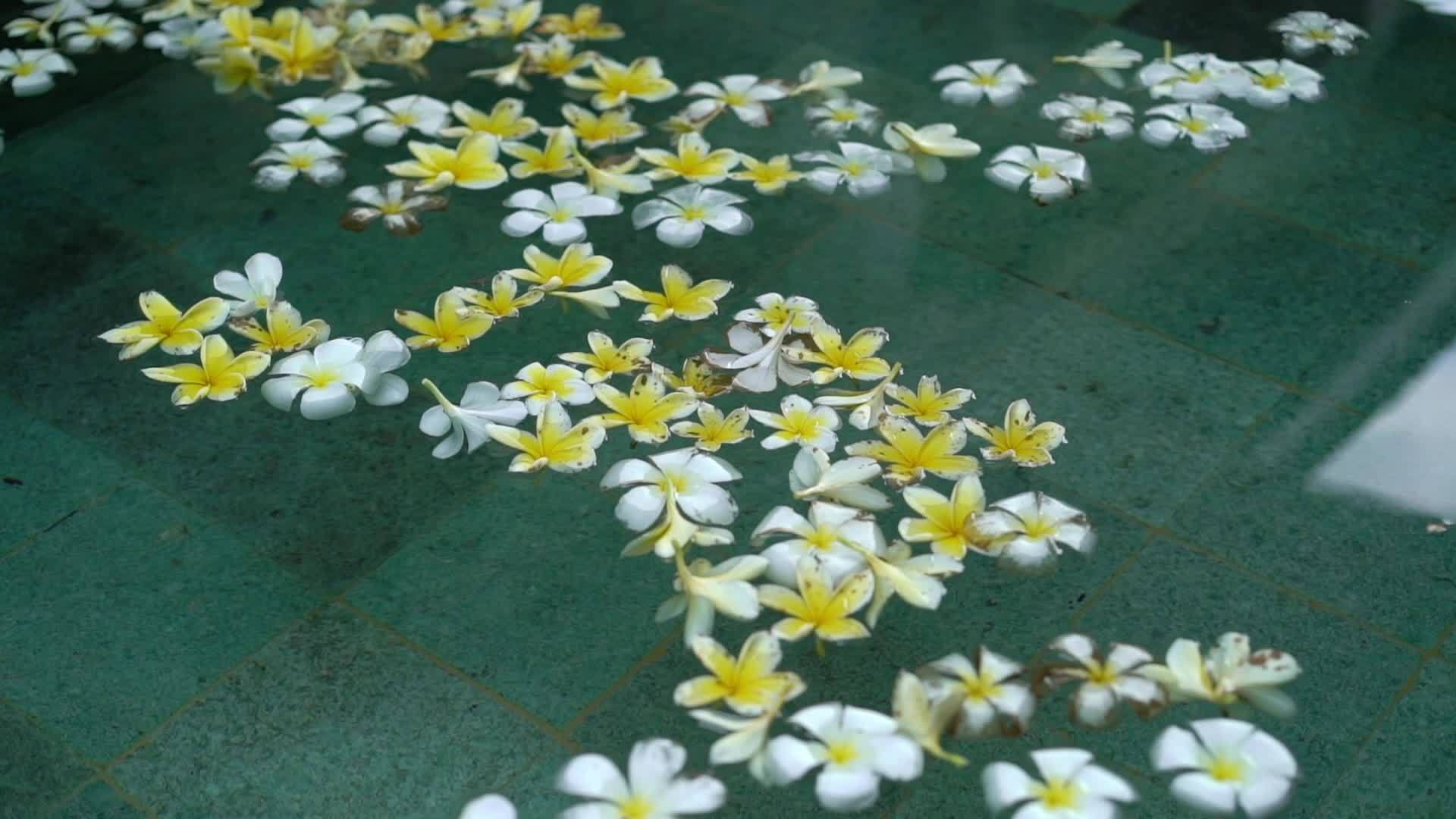 游泳池里的白花和黄花视频的预览图