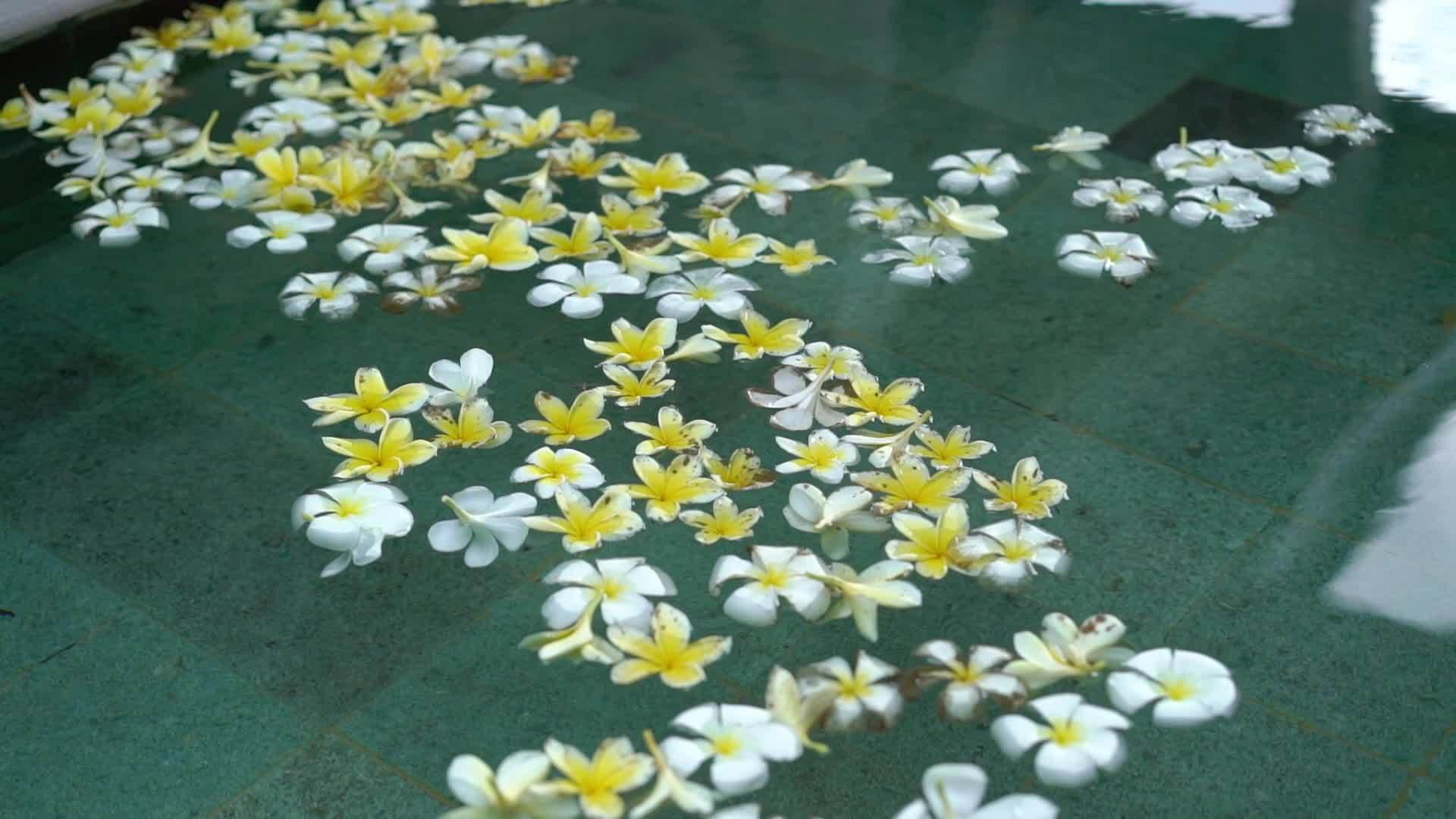 游泳池里的白花和黄花视频的预览图