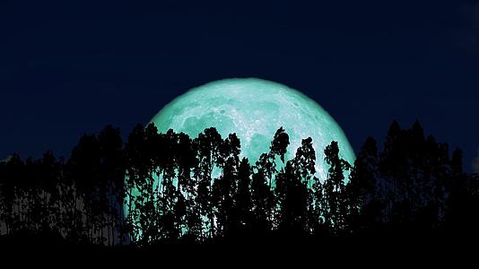 超级水月在松树篱笆的双光上重新升起视频的预览图