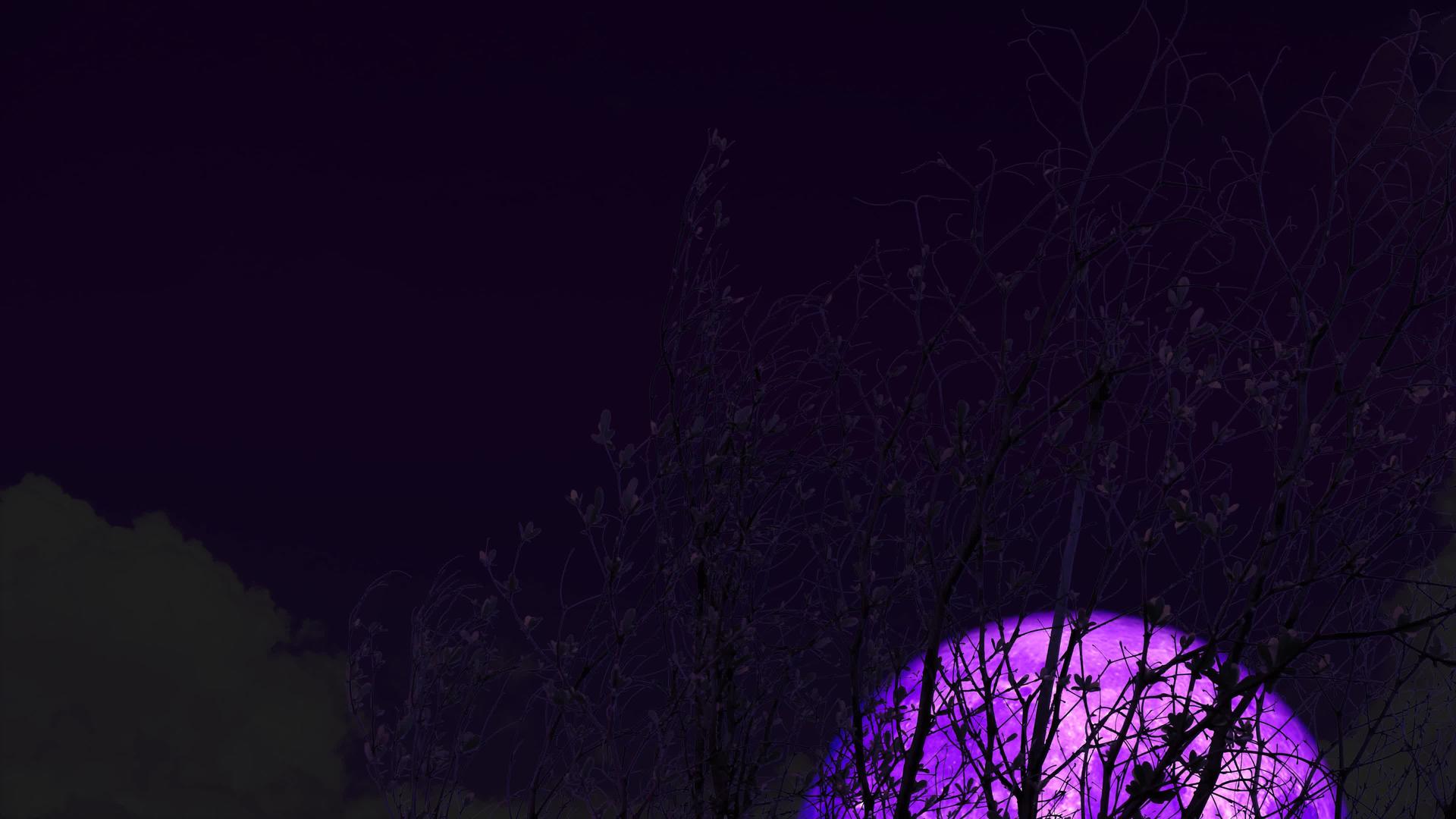 超级紫色的月亮在夜空中的圆树上升起视频的预览图