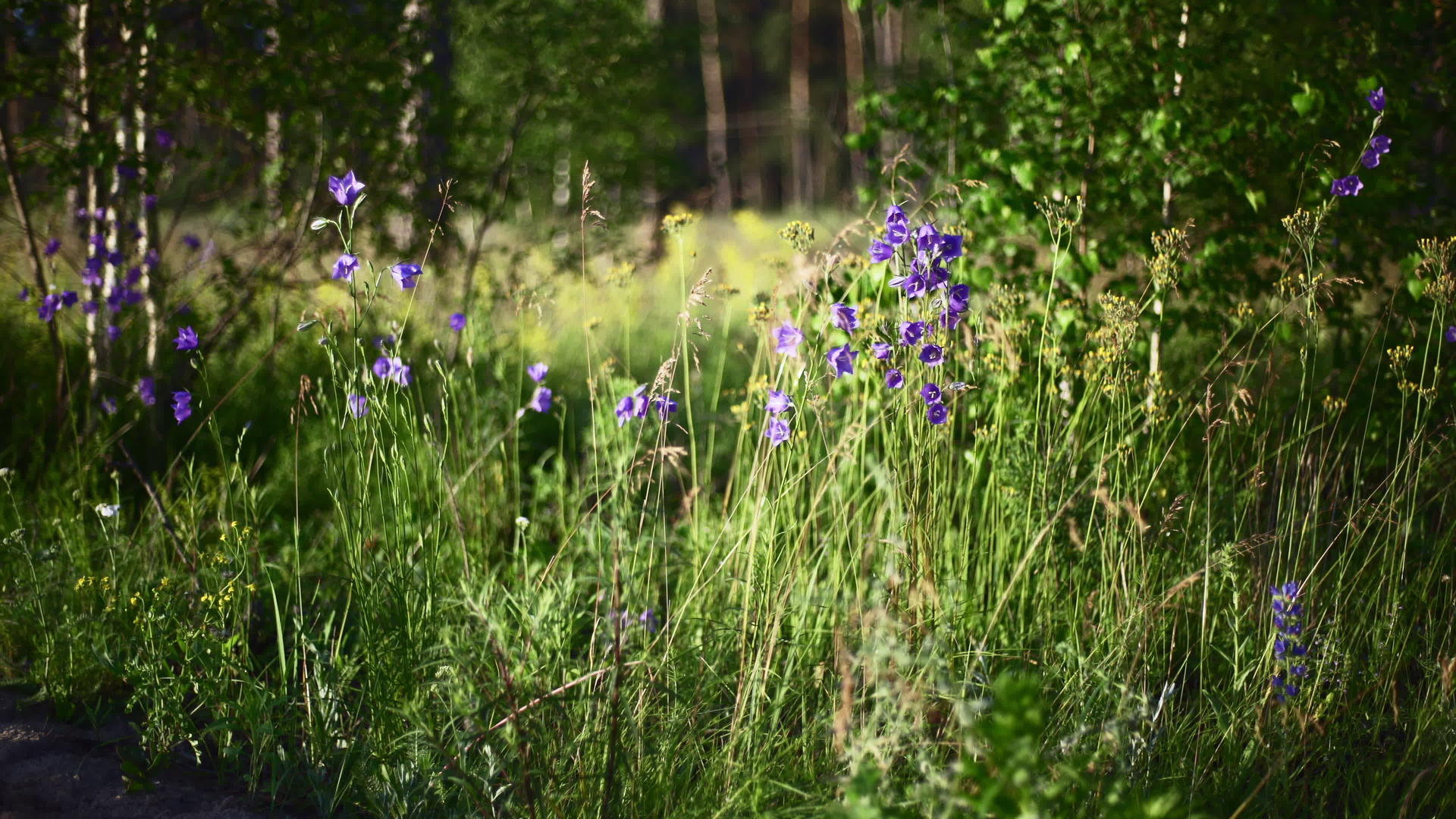 蓝铃植物在森林中盛开视频的预览图