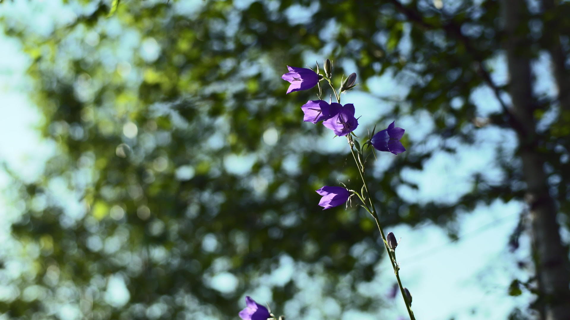花铃植物视频的预览图